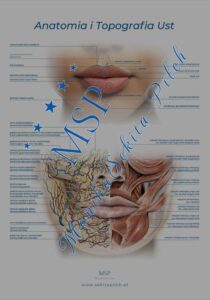 Read more about the article Plakat edukacyjny „Anatomia i topografia ust”