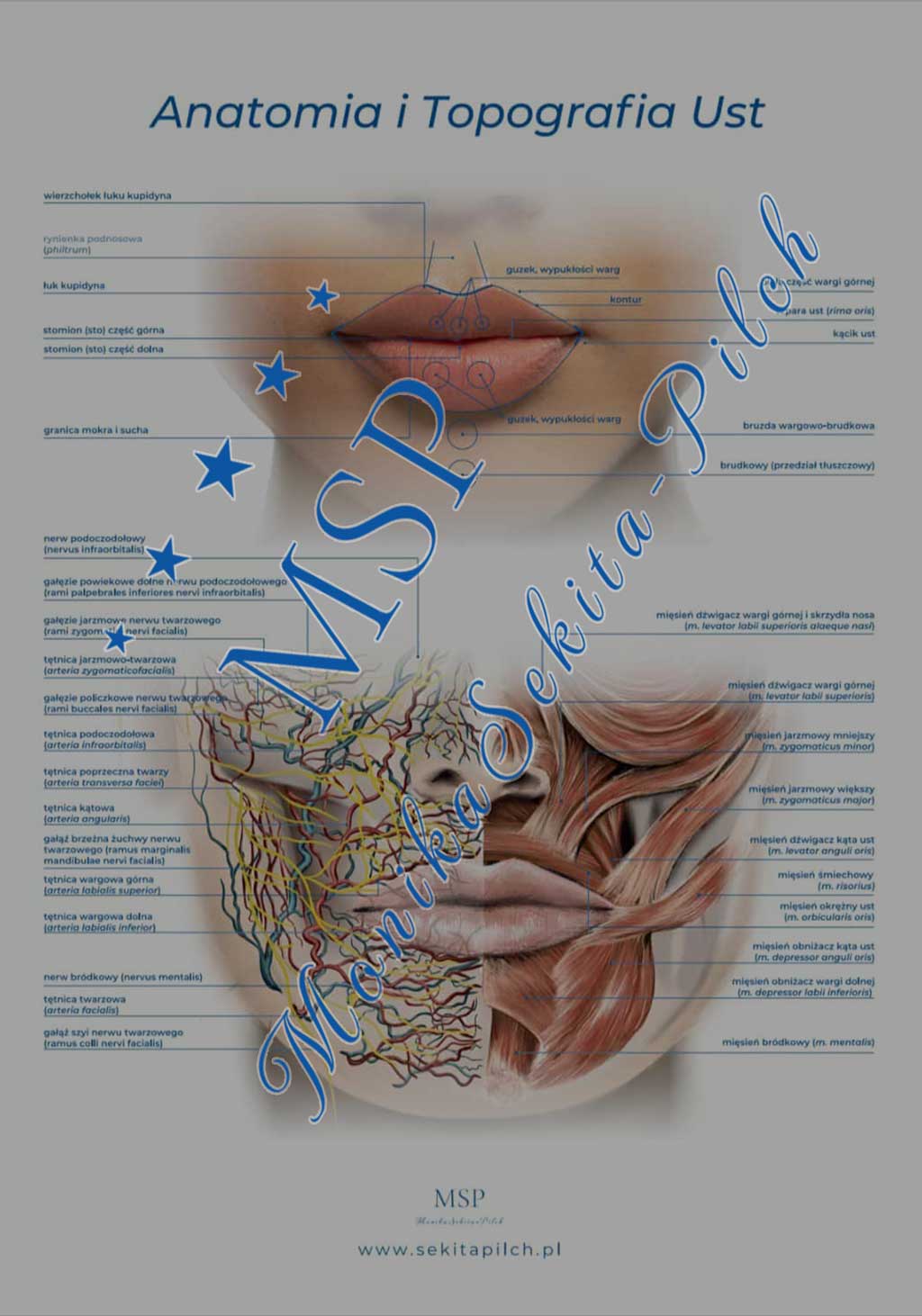 You are currently viewing Plakat edukacyjny „Anatomia i topografia ust”